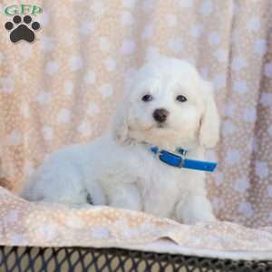 Buster, Maltipoo Puppy