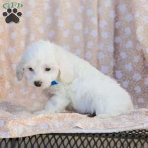 Buster, Maltipoo Puppy