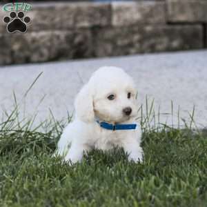 Buster, Maltipoo Puppy