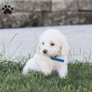 Buster, Maltipoo Puppy