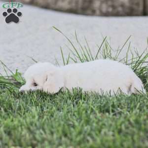 Buster, Maltipoo Puppy