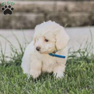 Buster, Maltipoo Puppy