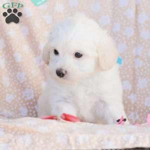 Duke, Maltipoo Puppy