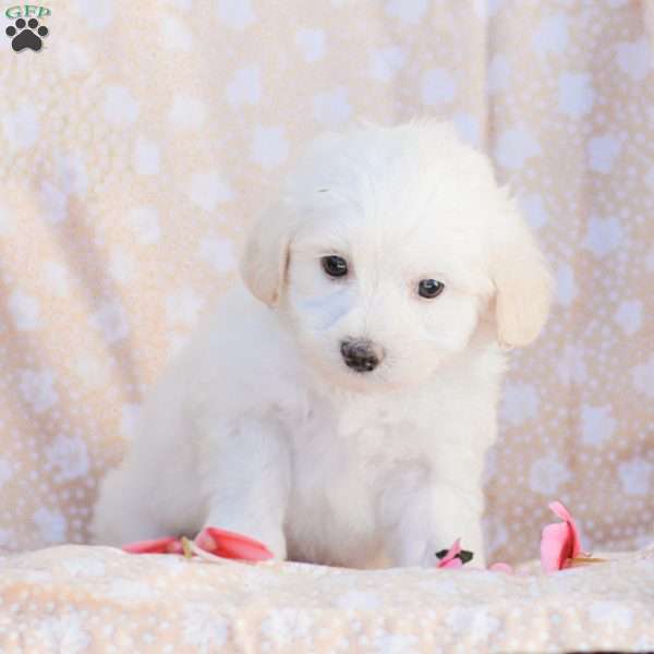 Duke, Maltipoo Puppy