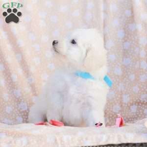 Duke, Maltipoo Puppy
