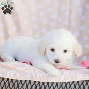 Duke, Maltipoo Puppy