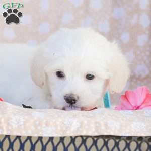 Duke, Maltipoo Puppy