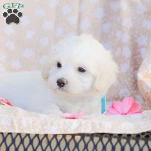Duke, Maltipoo Puppy