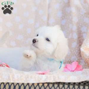 Duke, Maltipoo Puppy