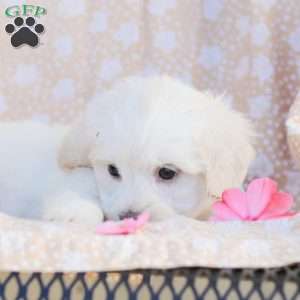 Duke, Maltipoo Puppy