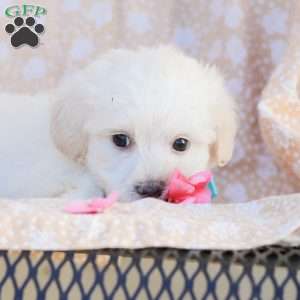Duke, Maltipoo Puppy