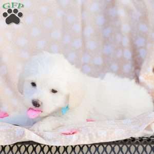 Duke, Maltipoo Puppy