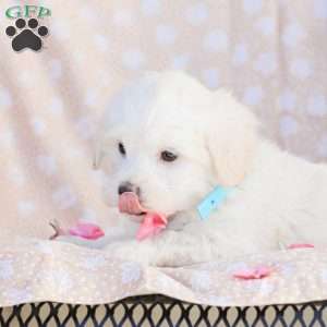 Duke, Maltipoo Puppy