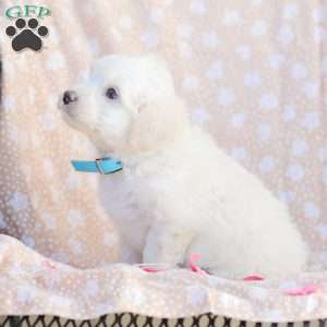Duke, Maltipoo Puppy