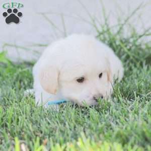 Duke, Maltipoo Puppy