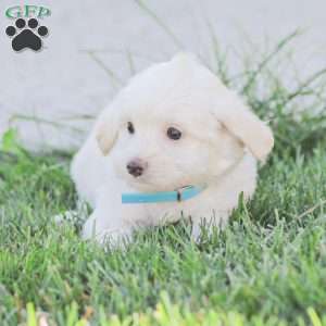 Duke, Maltipoo Puppy