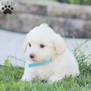Duke, Maltipoo Puppy