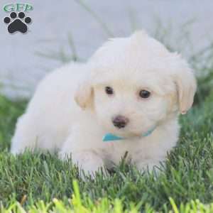 Duke, Maltipoo Puppy