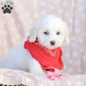 Lucy, Maltipoo Puppy