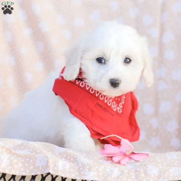 Lucy, Maltipoo Puppy