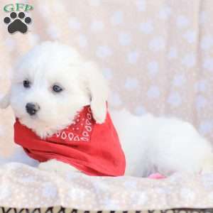 Lucy, Maltipoo Puppy