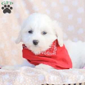 Lucy, Maltipoo Puppy