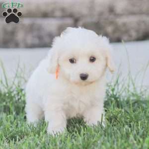 Lucy, Maltipoo Puppy