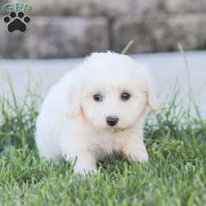 Lucy, Maltipoo Puppy