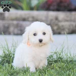 Lucy, Maltipoo Puppy