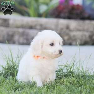Lucy, Maltipoo Puppy