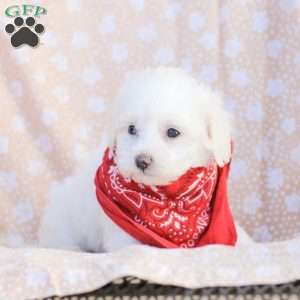 Lilly, Maltipoo Puppy