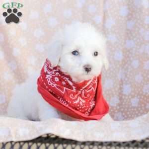 Lilly, Maltipoo Puppy