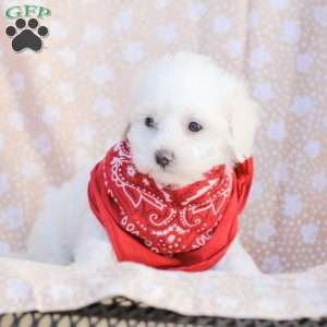 Lilly, Maltipoo Puppy
