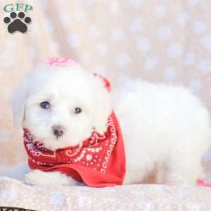 Lilly, Maltipoo Puppy