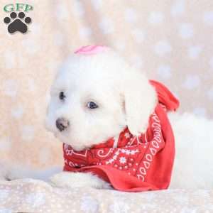 Lilly, Maltipoo Puppy
