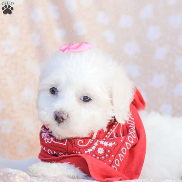 Lilly, Maltipoo Puppy