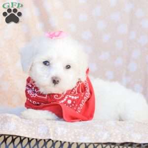 Lilly, Maltipoo Puppy