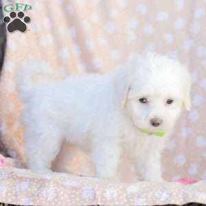 Lilly, Maltipoo Puppy