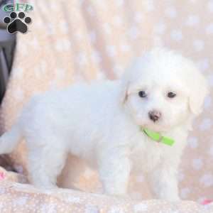 Lilly, Maltipoo Puppy