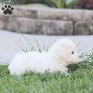 Lilly, Maltipoo Puppy