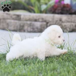 Lilly, Maltipoo Puppy