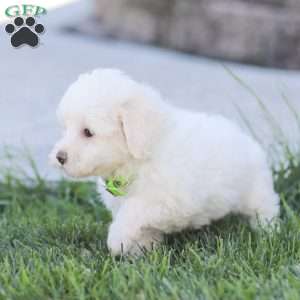 Lilly, Maltipoo Puppy