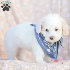 Lynn, Maltipoo Puppy