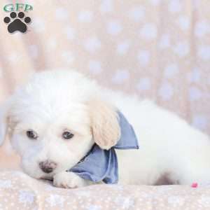 Lynn, Maltipoo Puppy