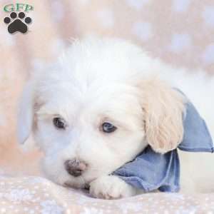 Lynn, Maltipoo Puppy