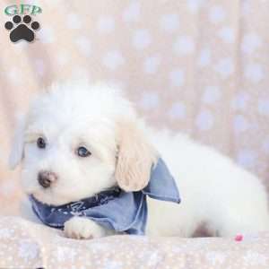 Lynn, Maltipoo Puppy