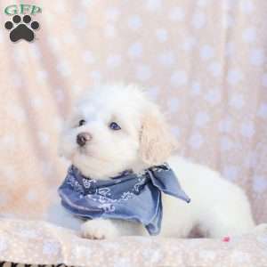 Lynn, Maltipoo Puppy