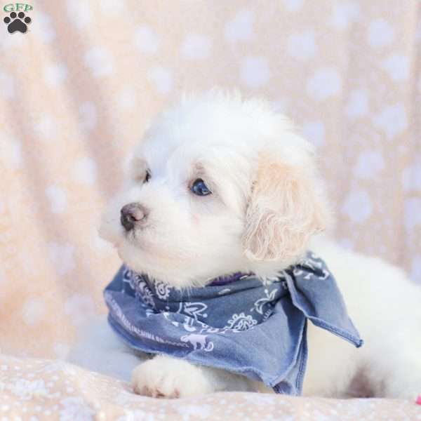Lynn, Maltipoo Puppy