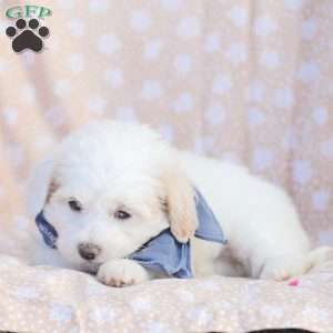 Lynn, Maltipoo Puppy