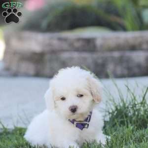 Lynn, Maltipoo Puppy